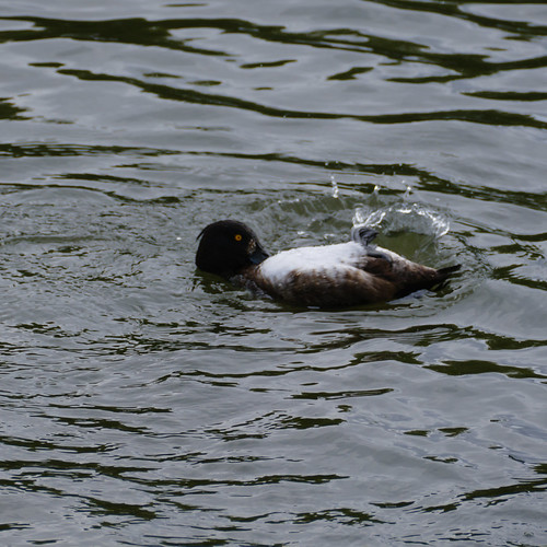 Tufted duck circling, preening, River Avon