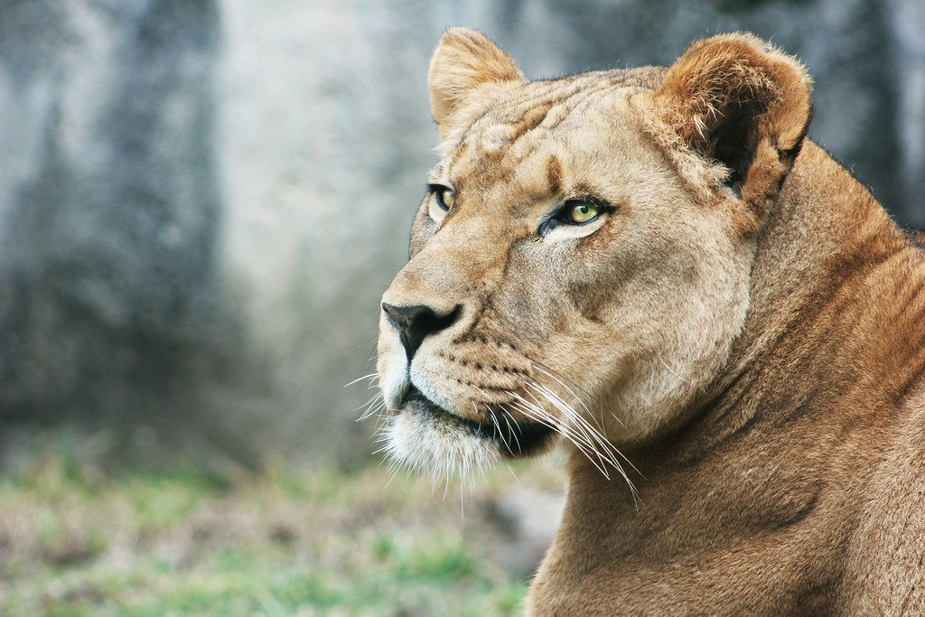 Animals | Flickr