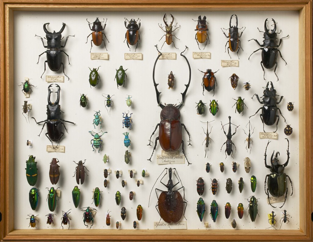 Beetles Collected In The Malay Archipelago By Alfred Russe Flickr