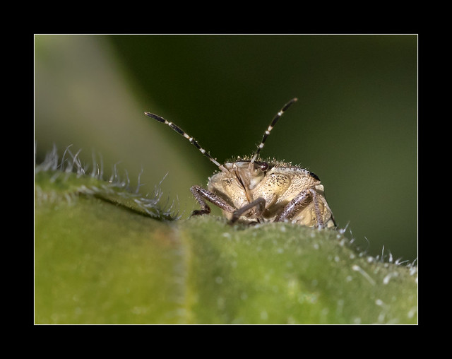 Dolycoris Baccarum, the hairy shieldbug.