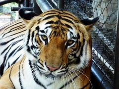 Tiger's stare