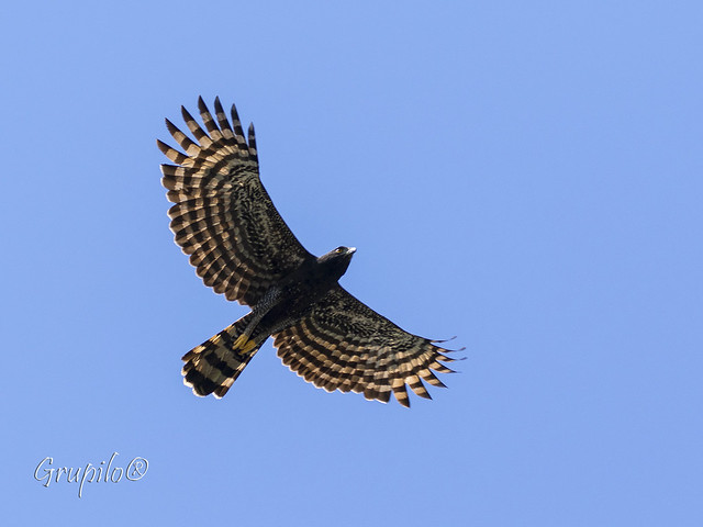 Gavião-pega-macaco (Spizaetus tyrannus) - Black Hawk-Eagle