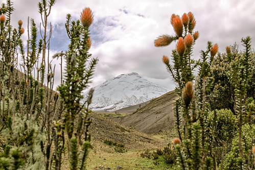 cactus ecuadororangeflowers ecuador cotopaxi glacier volcano landscape mountain latacungacanton ec