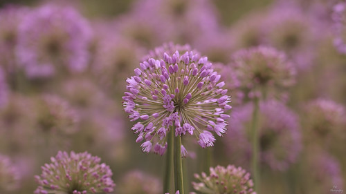 Field of Alliums.... | by Piet photography
