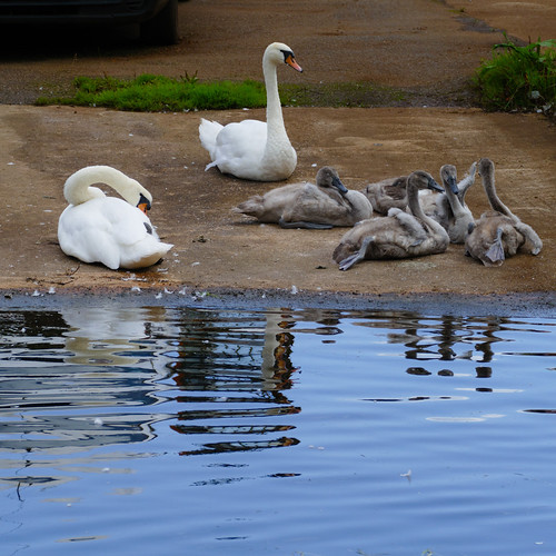 Swan family, Oxley Marine slipway