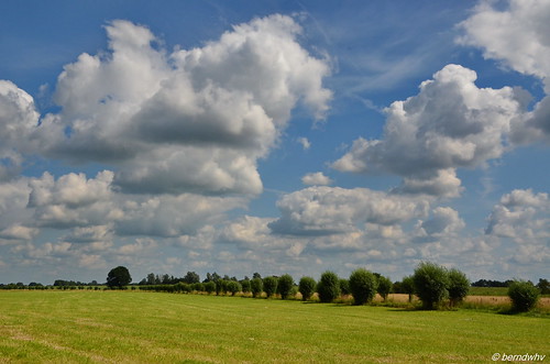 wiesen hemel sky wolken clouds bäume kopfweiden allee landscape landschap paysage ebene flachland deutschland norddeutschland niedersachsen landkreisemsland emsland rhede trees