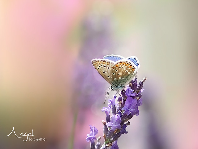 common blue on the lavender - EXPLORED 2017-08-15