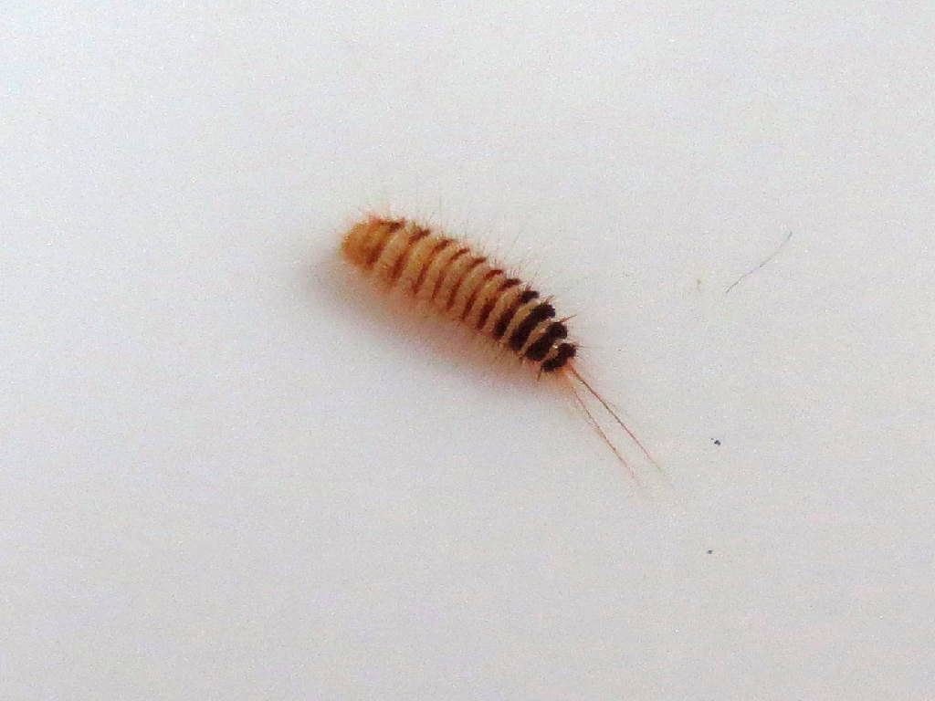 Carpet Beetle Larvae