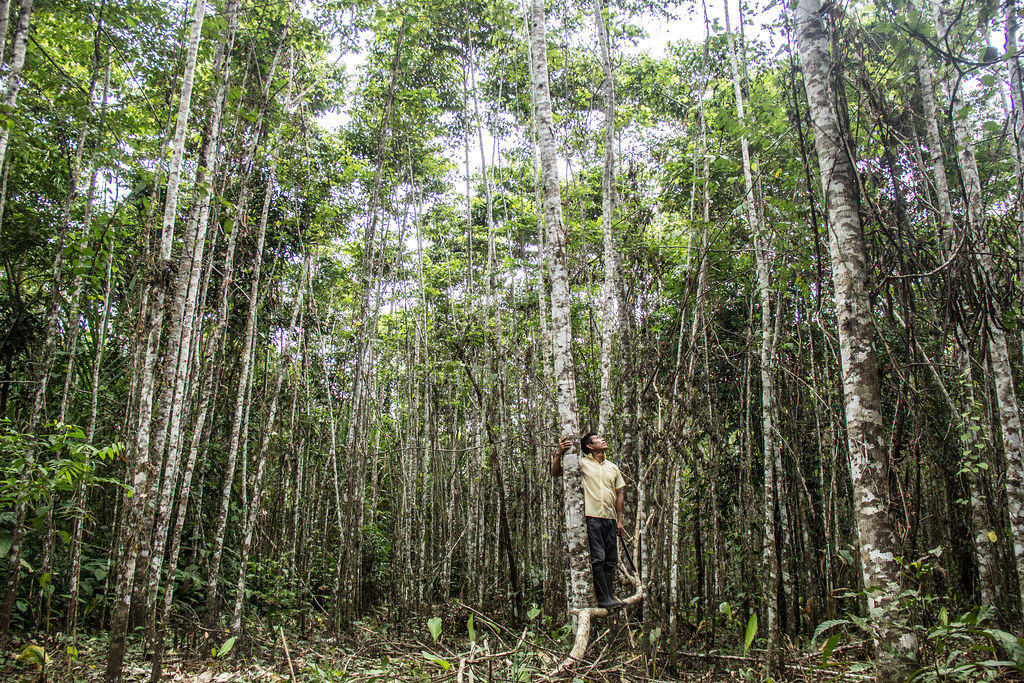 Bolaina plantation in agroforestry system.