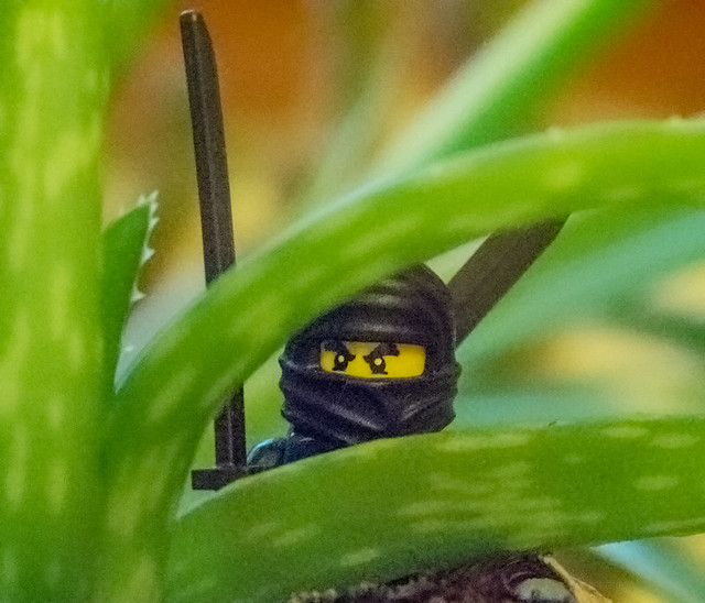 Beware the Ninja