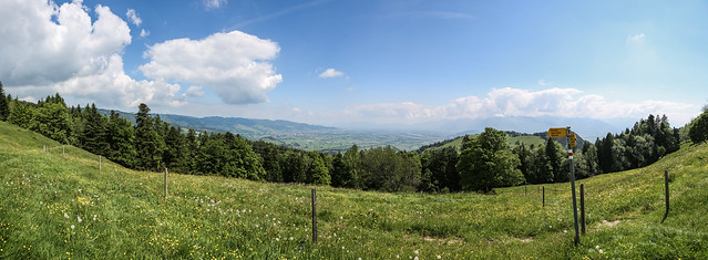 Meadow panorama.