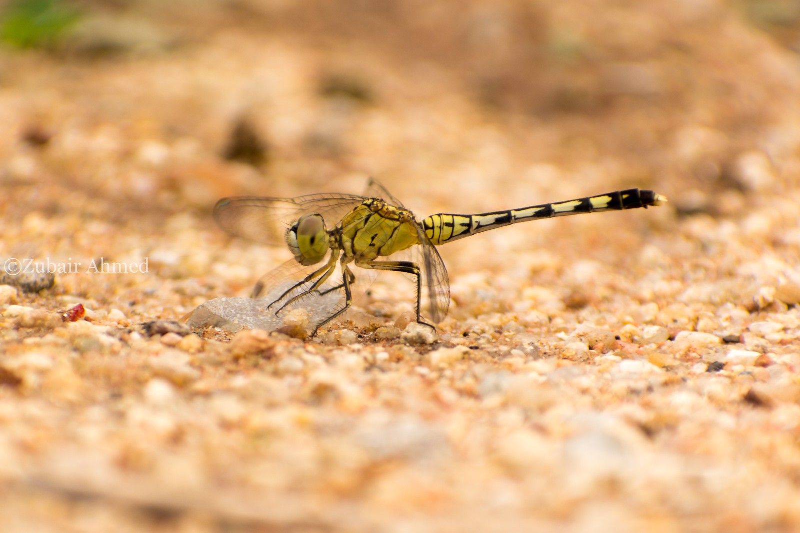 Dragonfly on sand