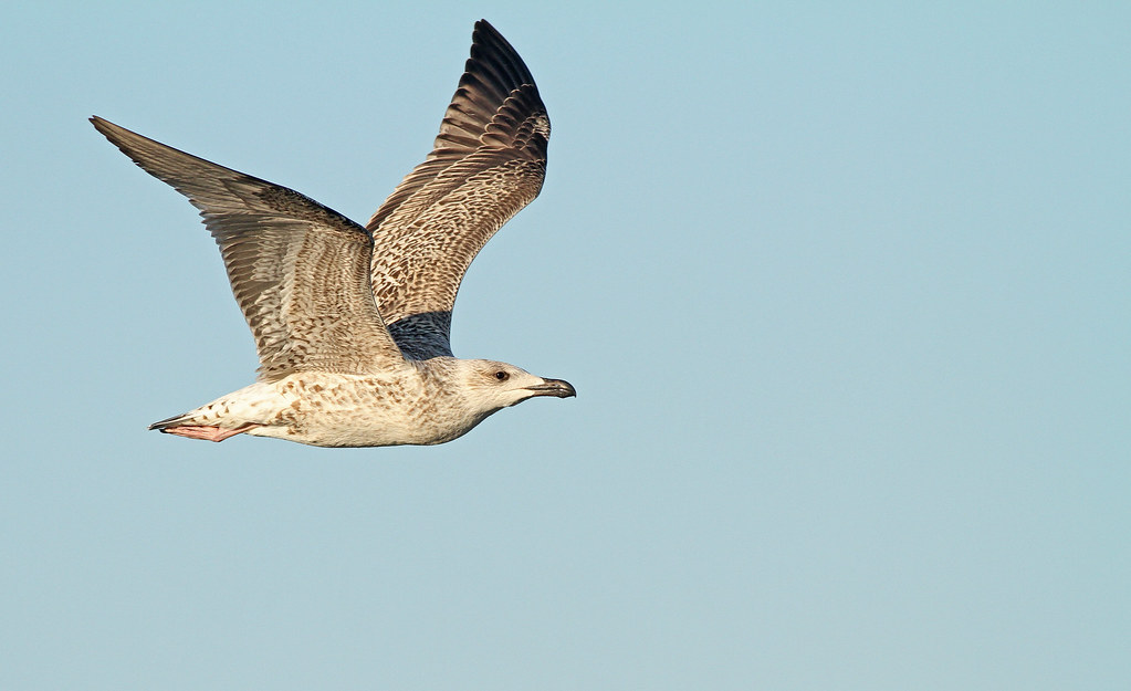 Great Black-backed Gull - Race Point, Provincetown, MA | Flickr