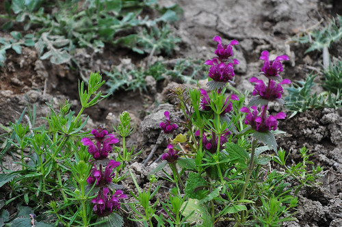flora yabaniçiçekler wildflowers bolvadin afyonkarahisar lamiaceae ballıbabagiller tr purplish