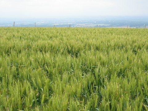 15 cornfield 