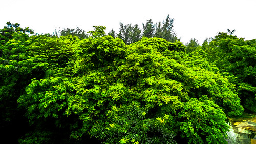 mango tree bush bushes green greenery white sky lime jungle sirajganj beside rail line forest