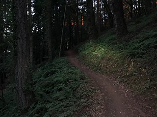 Porcupine Trail ☀️🌲 Last Light