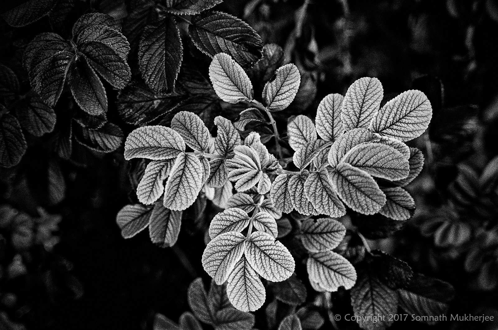 Leaves | Englewood, CO | August, 2017 by Somnath Mukherjee Photoghaphy