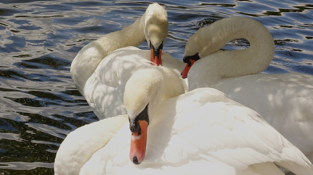 Synchronized Swans Synchronised swans | jonna laitinen | Flickr