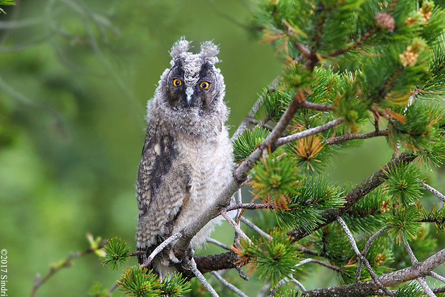 Long-eared Owl (Eyrugla) 15