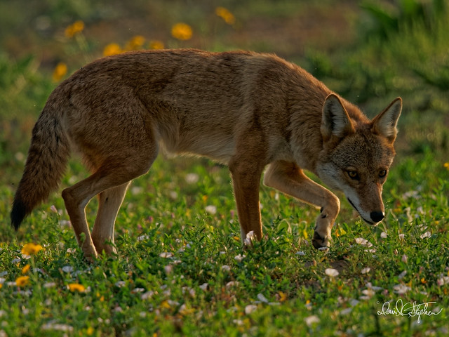 Coyote In Wildflowers