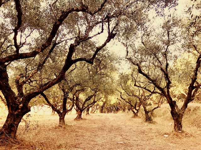 Olive trees on Zakynthos