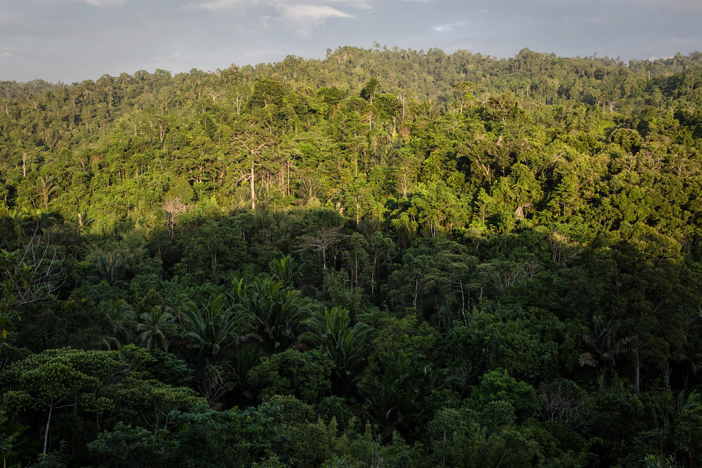 A view of primary rainforest in Honitetu village, West Seram regency, Maluku province, Indonesia on August 22, 2017.