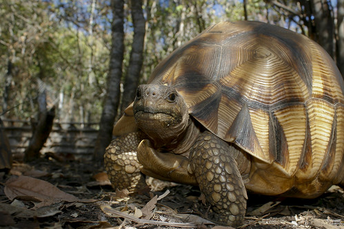 Ploughshare tortoise by Andrew Routh