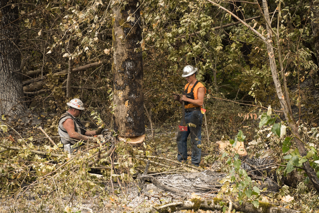 Cutting down trees