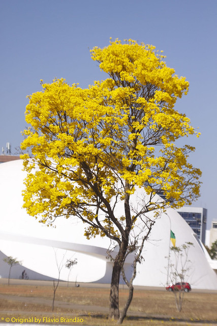 Série com o Ipê-amarelo em Brasília, Brasil - Series with the Trumpet tree, Golden Trumpet Tree, Pau D'arco or Tabebuia in Brasília, Brazil - 20-08-2017 – IMG_7335