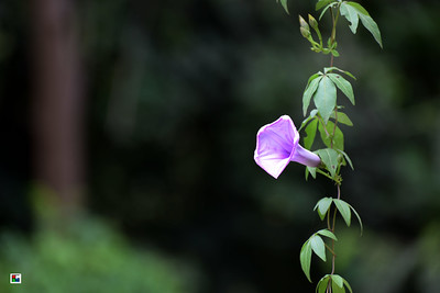 Nature- Flower