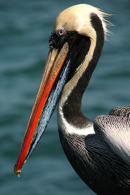El pelicano clandestino
