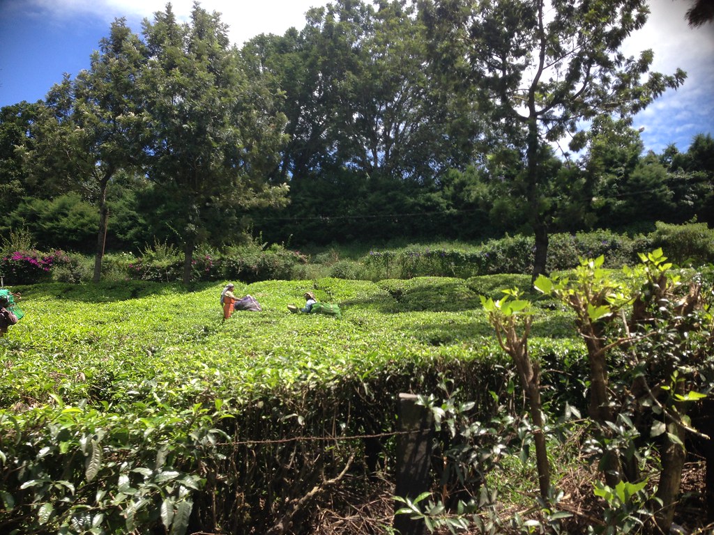 Kerala Backwaters & Munnar photo 2
