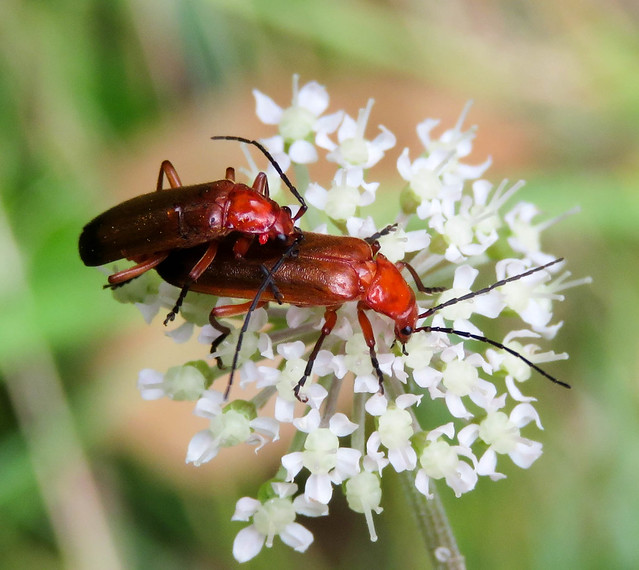 Common Red Soldier beetles