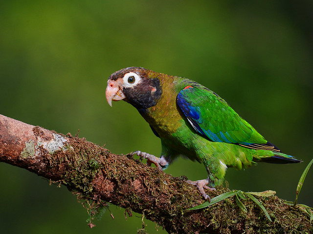 Loro cabecipardo // Brown-hooded Parrot