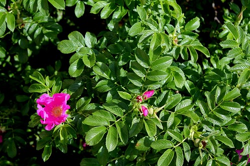 Rosa rugosa - rosier rugueux  36368505902_f4ef40f4aa