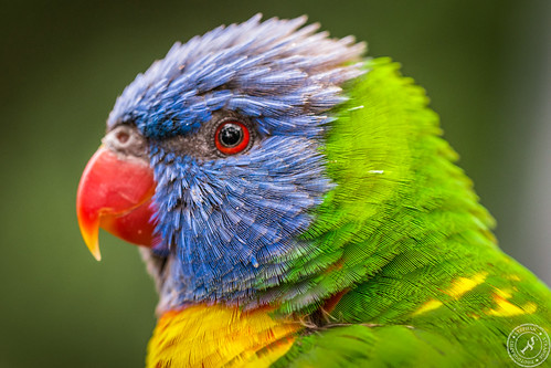 Lori Head | The head of a rainbow lorikeet. Taken at the Lor… | Flickr