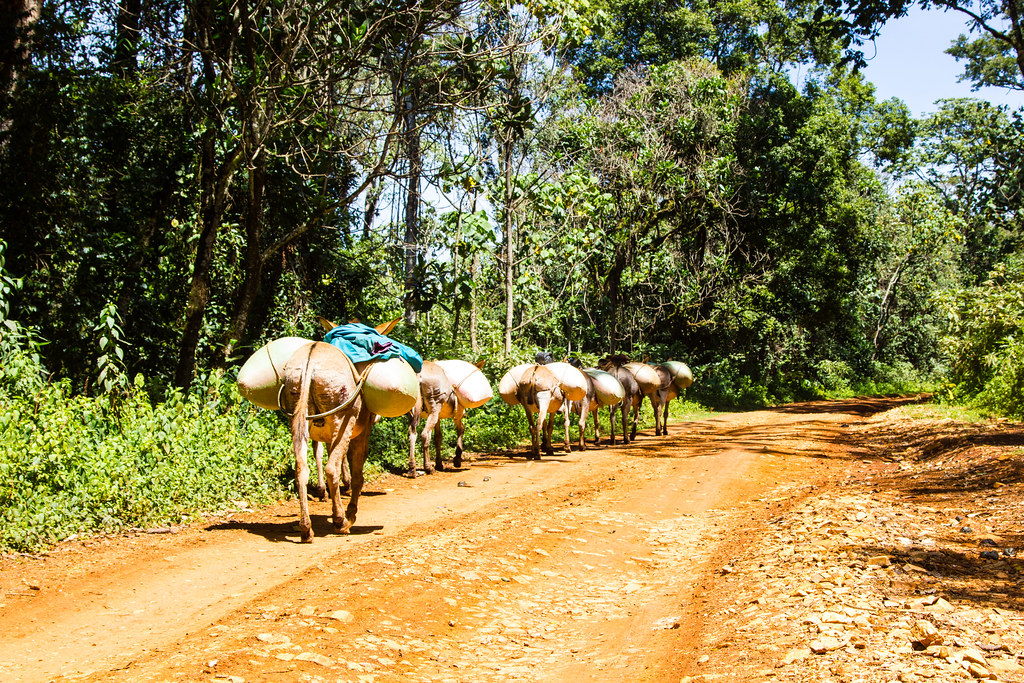 Transportation of goods via donkeys in Itare Forest.