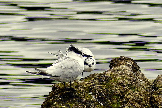 Adult and juvenile Sandwich Tern