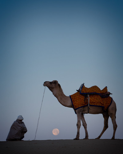 1dx alexstoen alexstoenphotography camels canon canoneos1dx ef70200f28lisusm geotagged india samsanddunes sunrise thardesert travel vacation