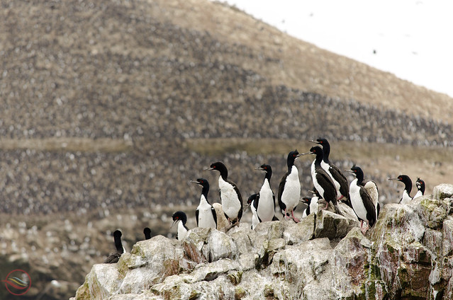 Colony of cormorants on Ballestas Islands (Peru)