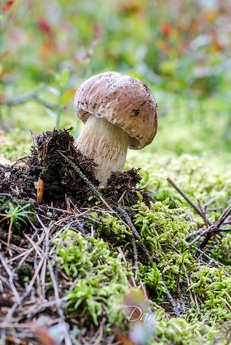 boletaceae boletus baravykas bun delicacy edible edulis food fungus grybas mushroom nature penny taste tikrinis wood forestnature detail lithuania