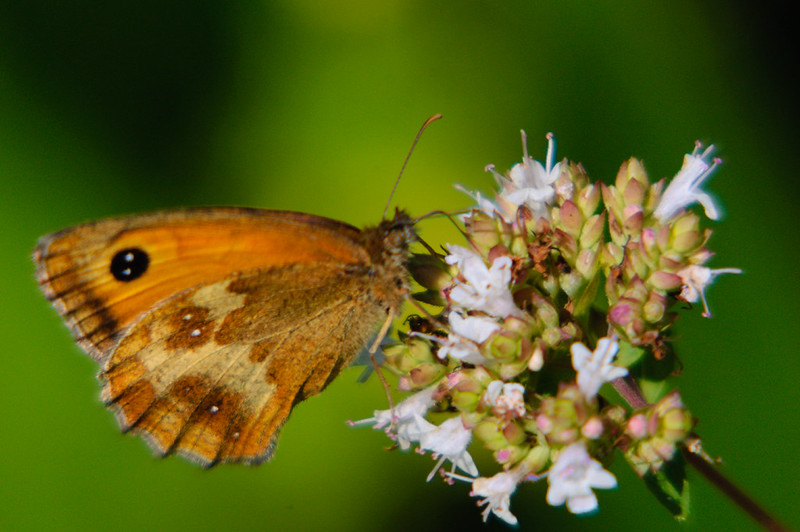 Gatekeeper butterfly on thyme flower