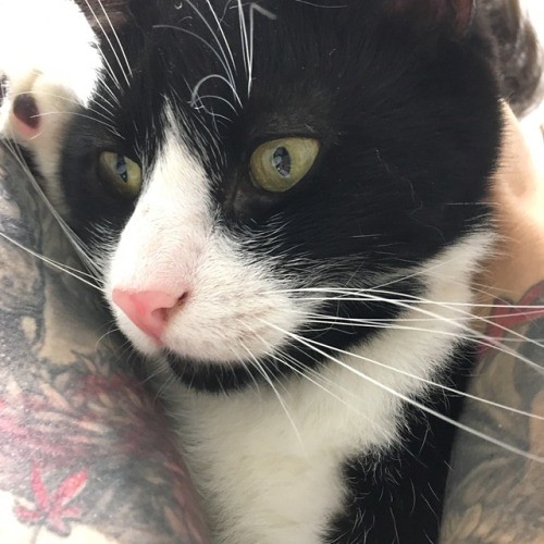 Zizzou has a broken tail and big whiskers. He likes wrestling... - The Caturday | by TheCaturday