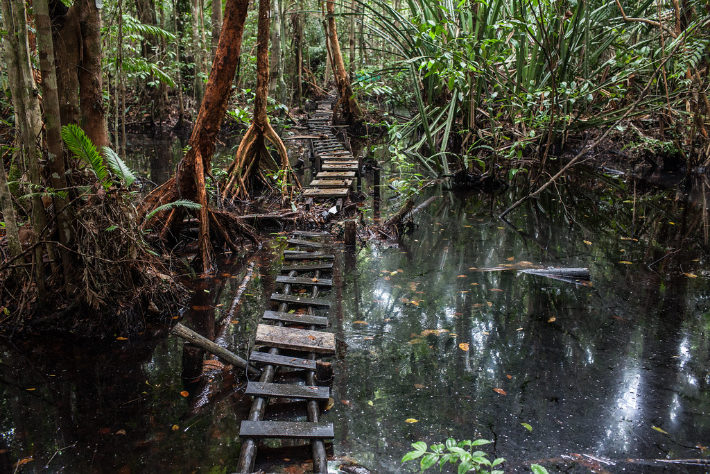Peat swamp forest in Berbak national park, Jambi province, Sumatra.