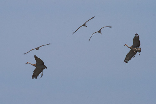 mercednwr losbanos ca birding cranes sacr inflight