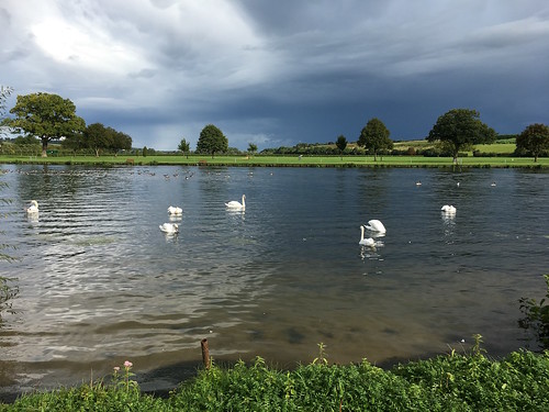 Swans on the Thames Henley via Turville Circular walk