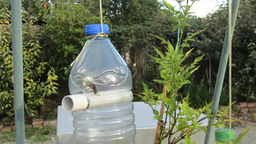 Asian hornet in the trap | I borrowed this simple bottle tra… | Flickr