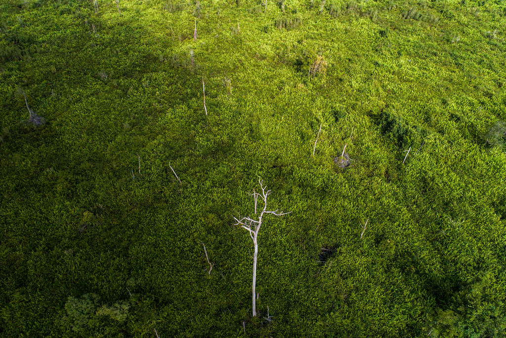 Peatland forest in RMU concession, Katingan. Central Kalimantan.