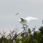 Dance Egret re-positioning itself on top of a tree. 

North Ottawa Impound, Clay County MN